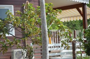 Les Bungalows Darly Les_Bungalows_Ananas_17_