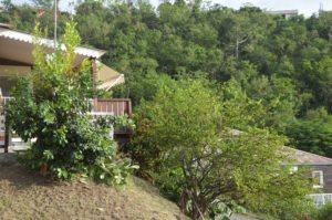 Les Bungalows Darly Les_Bungalows_Ananas_19_